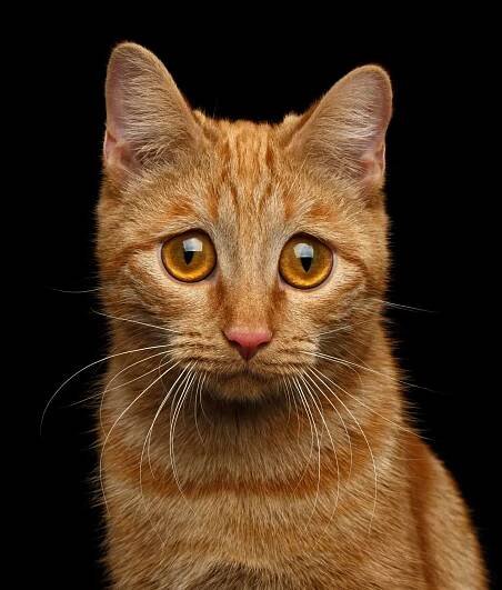 Why does my cat pounce on me at night? – Kitty Cat Tips