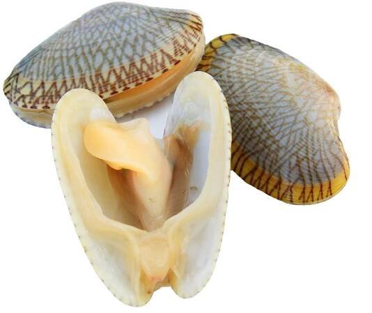 Close up clam or Paratapes undulatus and isolate white backgroun