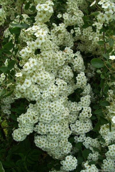 Spiraea x cinerea Grefsheim ZAB. (tavolník popelavý)
