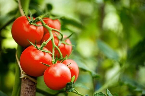 Moneymaker tomato: growing, pruning & more - Plantura