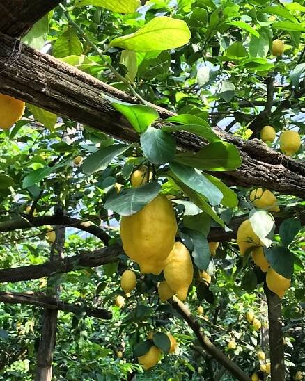 Private tour in Positano with Ceramic and Limoncello tasting|Star cars