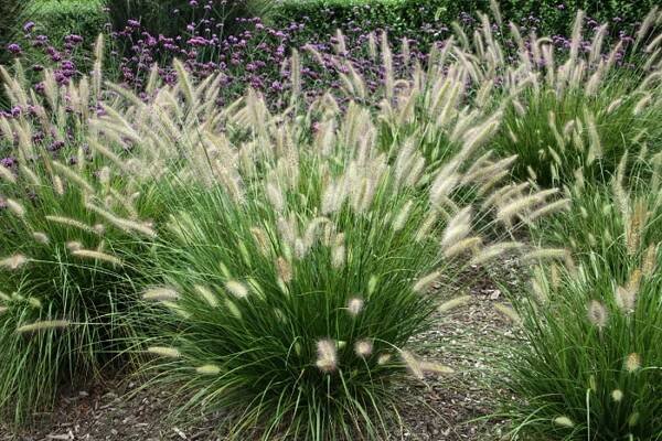 Dochan- Pennisetum compressum | Zahrady ART Jaroměř