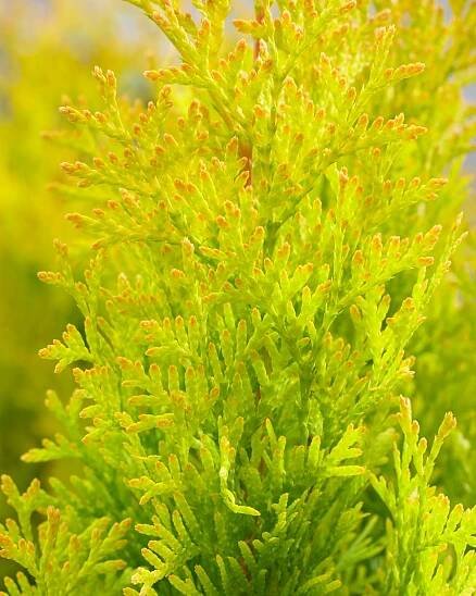 Thuja occid. ´Sunny Smaragd´ , Zerav smaragdový, 20 cm, K9