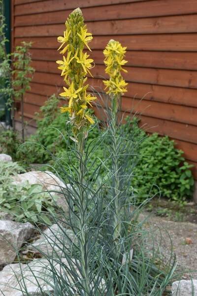 Asphodeline | Zoo Plzeň
