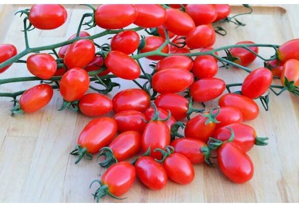 datlové rajče RED PEARL odolné k plísní