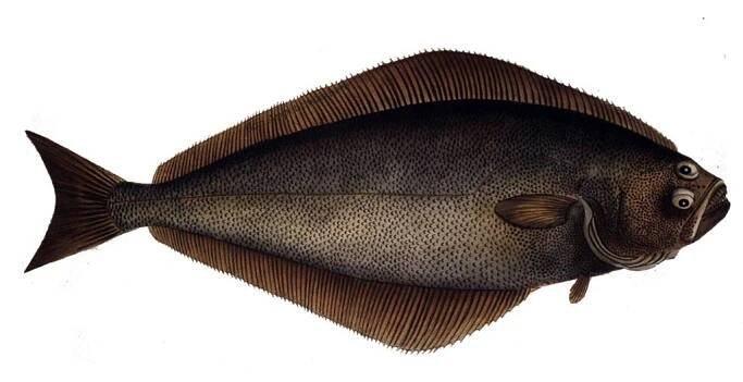 Atlantic halibut