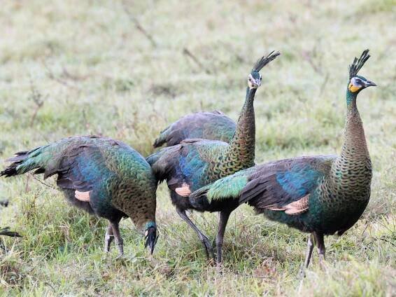  - Green Peafowl