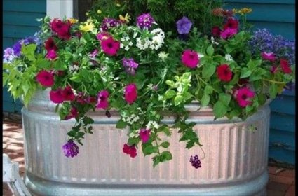 Petúnie patří hned po pelargoniích k nejoblíbenějším balkonovým květinám. Pinterest