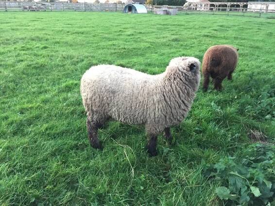 New Woods Farm - Pygmy Goats and Coloured Ryeland Sheep - 2015 Alpacas, Pygmy's & Sheep