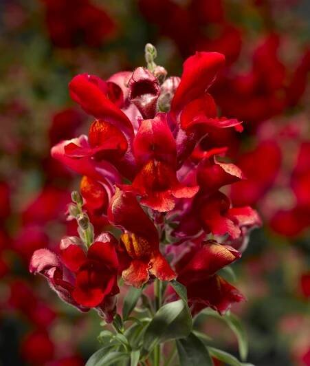 Snapdragon Pictures - National Garden Bureau | #yearofthesnapdragon