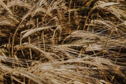 Bezplatný obrázek: pšeničné pole, semeno, sláma, zblízka, pšenice, obilnina, období sucha, zrno, léto, chléb