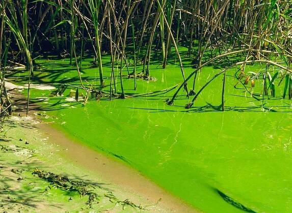 Florida’s Growing Septic Problem – SOSystems Wastewater Technologies