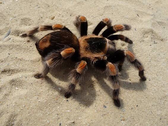 Soubor:Brachypelma smithi 2009 G03.jpg – Wikipedie