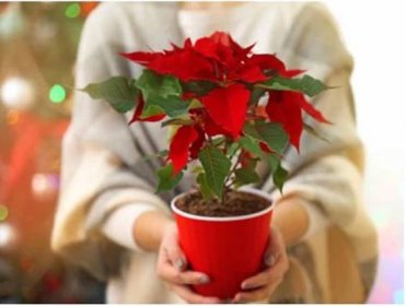 Charitativní akce Vánoční hvězda pomáhá nemocným dětem