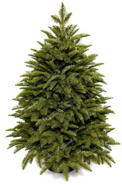 Hustý malý vánoční stromek v květináči. Stromek je světlezelené barvy.