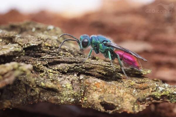 Cuckoo wasp Chrysis ignita group