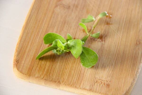 Vegan spring rolls with plantain and purslane, ultimate roasted peanut sauce - Mangez-Moi.fr
