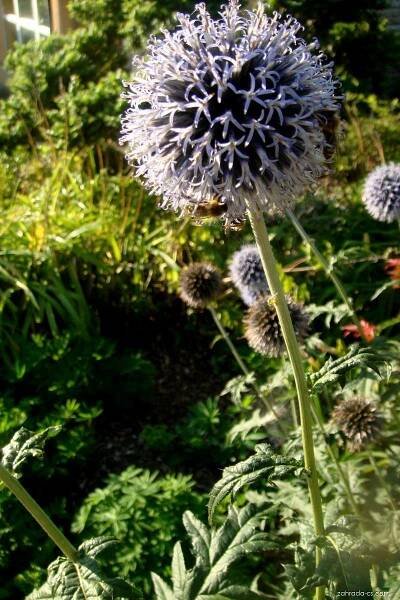 Bělotrn modrý - Echinops ritro, květy, květenství
