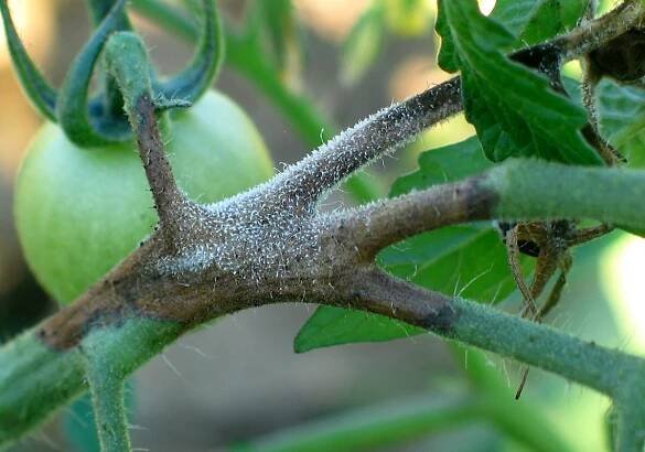 Botrytis známe jako houbu, která je polyfágní