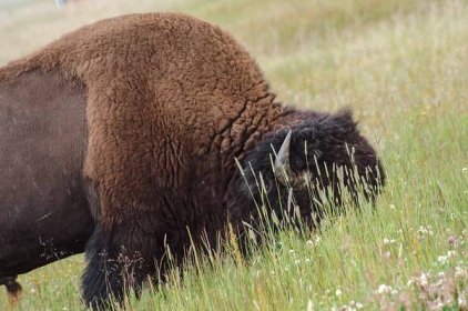 Buy Images or Download them for Free: A photo of a large American Bison as it wanders and grazes in an open field inside Yellowstone National Park, Wyoming.