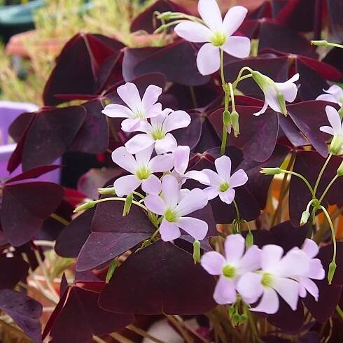 Šťaveľ trojhranný – Oxalis triangularis – hľuzy šľaveľu