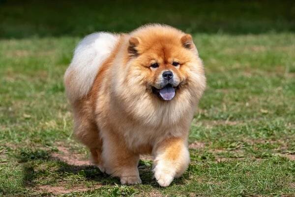 Dog Breeds