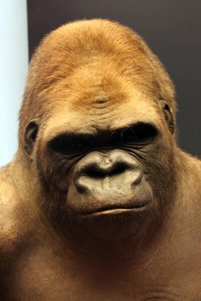 Bobby (Gorilla)