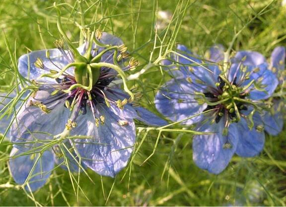 Černucha setá (Nigella sativa)-semena