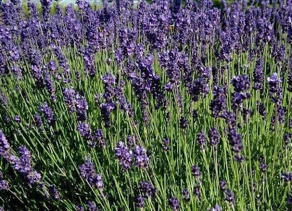 Soubor:Lavandula-angustifolia-flowering.JPG – Wikipedie