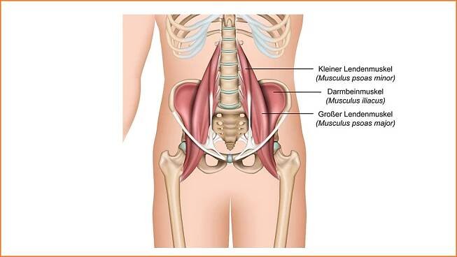 Anatomie kyčelních flexorů, bederní svaly, psoas major