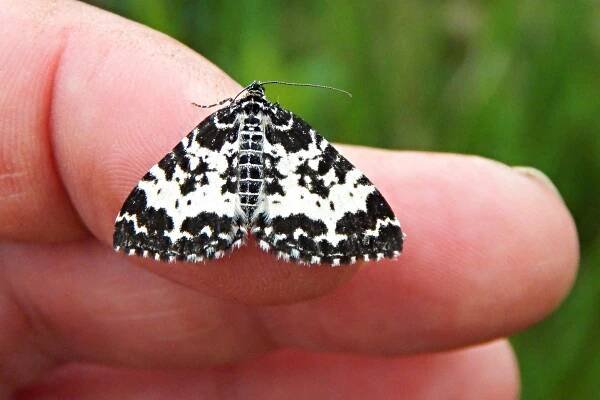 70.120 Argent & Sable Rheumaptera hastata – Dumfries & Galloway Moths