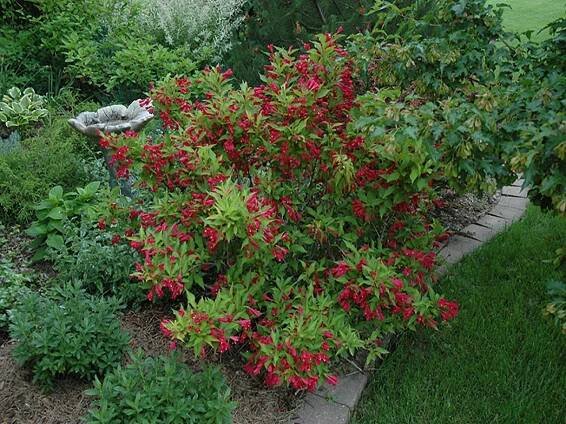 Weigela Red Prince: fotografie, popis, recenze, mrazuvzdornost