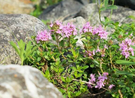 The 15 Best Plants for Rock Gardens - Bob Vila