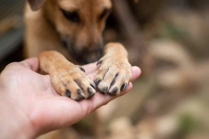 ŽENA-IN - Koronavir a zvířata: Pro své bezpečí myjte zvířatům tlapy a nenechávejte na ně sahat cizí lidi, odpovídá veterinářka