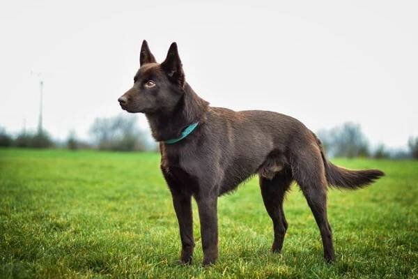 Australská kelpie