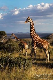 Giraffe Laikipia Plateau Central Kenya