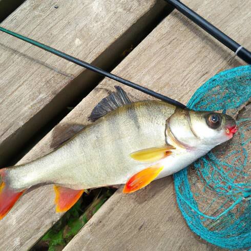 Chytání Sumců Ve Vodním Sloupci Na Chomáč Rousnic Pomocí Korku – Expertní Tipy Pro úspěšný Lov • SEEFISH