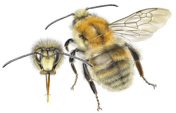 Čmeláci PLUS - Čmelák proměnlivý - Bombus humilis - - samec - male - Autor Jeroen de Rond