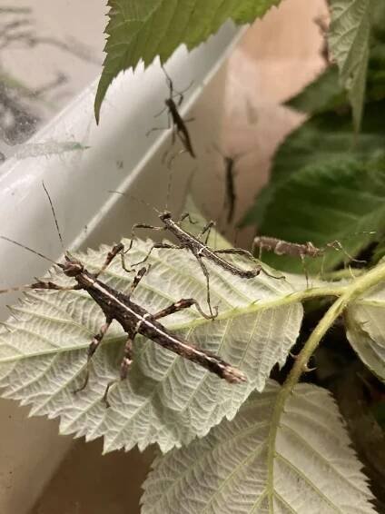 Sungaya inexpectata | iFauna.cz