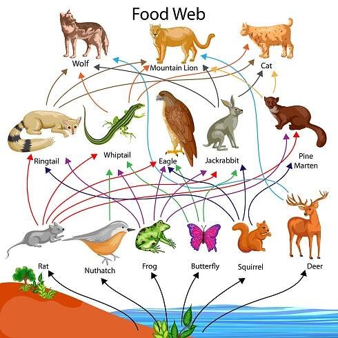 Chart vzdělávání biologie pro Diagram webu potraviny — Ilustrace