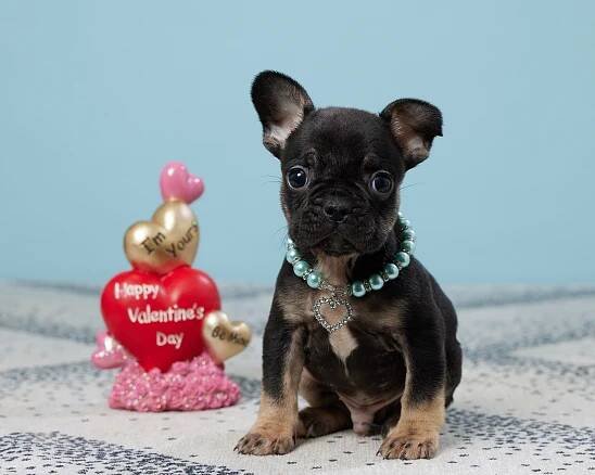 Buy A Quality Frenchie From Oasis Puppies