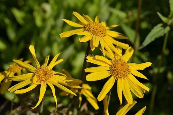 Arnica montana - prha chlumní Zahradnictví Krulichovi - zahradnictví, květinářství, trvalky, skalničky, bylinky a koření