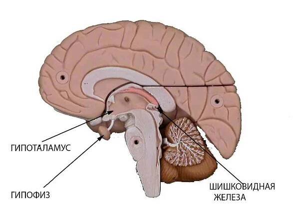 Symptomy hypofýzy, diagnóza, léčba / Endokrinologie | Užitečné informace a tipy na péči o sebe. Zdraví, výživa a další.