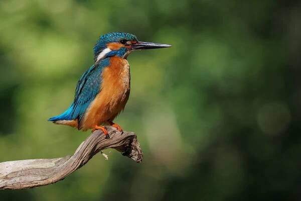 Ledňáček říční (Alcedo atthis)