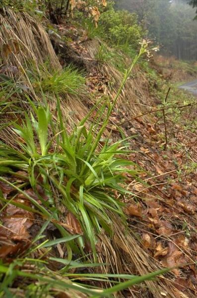 Bika lesní (Luzula sylvatica (Huds.) Gaudin), lokalita: Pustevny, Radhošťská hornatina, PLO 40.