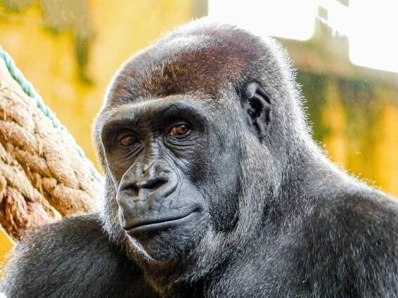 Tipy kam jít ZOO a botanická • Pestrá Praha