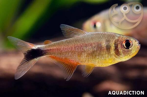 Frankei Tetra - Hyphessobrycon frankei Fish Profile & Care Guide