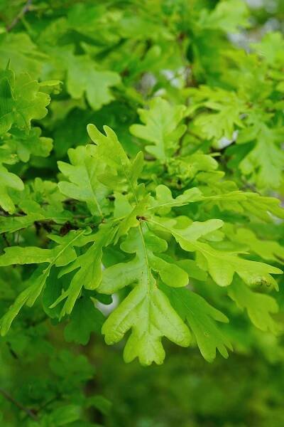 OAK (Pedunculate)