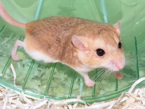 Pískomil křečkovitý (Pachyuromys duprasi)