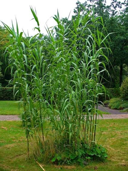 Soubor:Arundo donax 001.JPG – Wikipedie